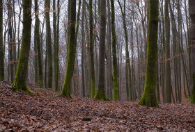 Phoca Thumb M Buchenwald Kandern 2040 2013